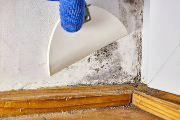Best Residential Mold Inspection & Testing  in Tieton, WA